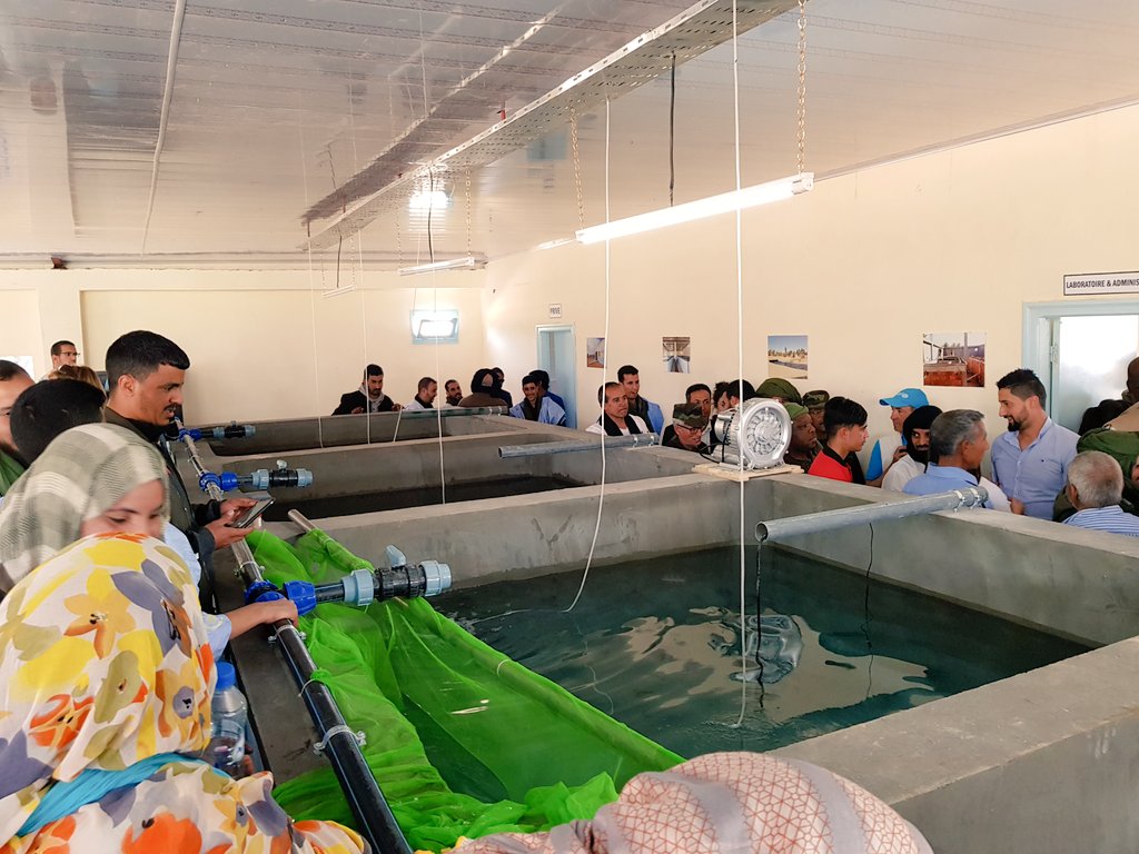 ChangeAgentSA's tweet image. Great to attend an exciting project launched by Saharawi Government and World Food Programme. Look forward to see what this yields and lessons learnt six months from now and over the next few yrs. #FishFarming in the middle of the desert. #FoodSecurity #SaharawiRefugeeCamps @WFP