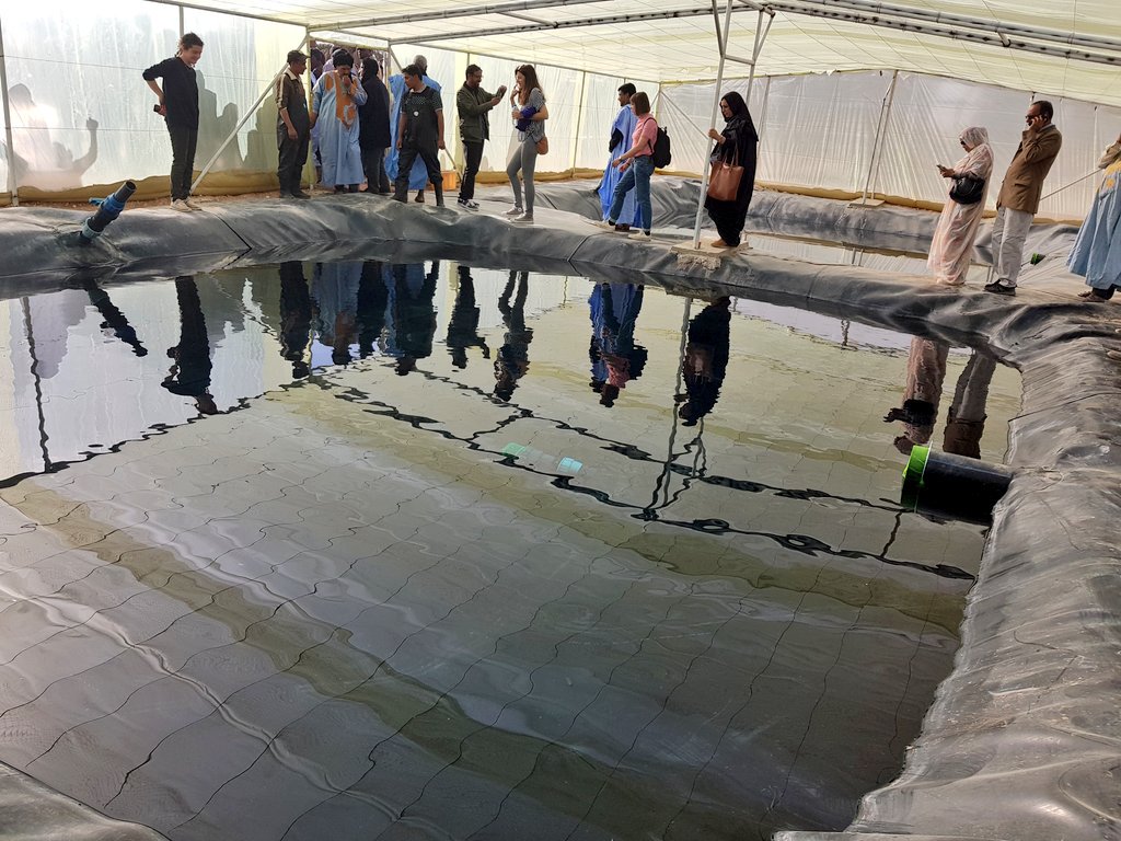 ChangeAgentSA's tweet image. Great to attend an exciting project launched by Saharawi Government and World Food Programme. Look forward to see what this yields and lessons learnt six months from now and over the next few yrs. #FishFarming in the middle of the desert. #FoodSecurity #SaharawiRefugeeCamps @WFP