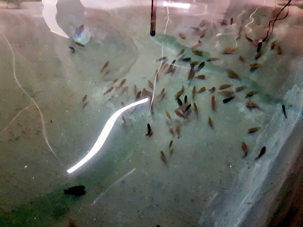 ChangeAgentSA's tweet image. Great to attend an exciting project launched by Saharawi Government and World Food Programme. Look forward to see what this yields and lessons learnt six months from now and over the next few yrs. #FishFarming in the middle of the desert. #FoodSecurity #SaharawiRefugeeCamps @WFP