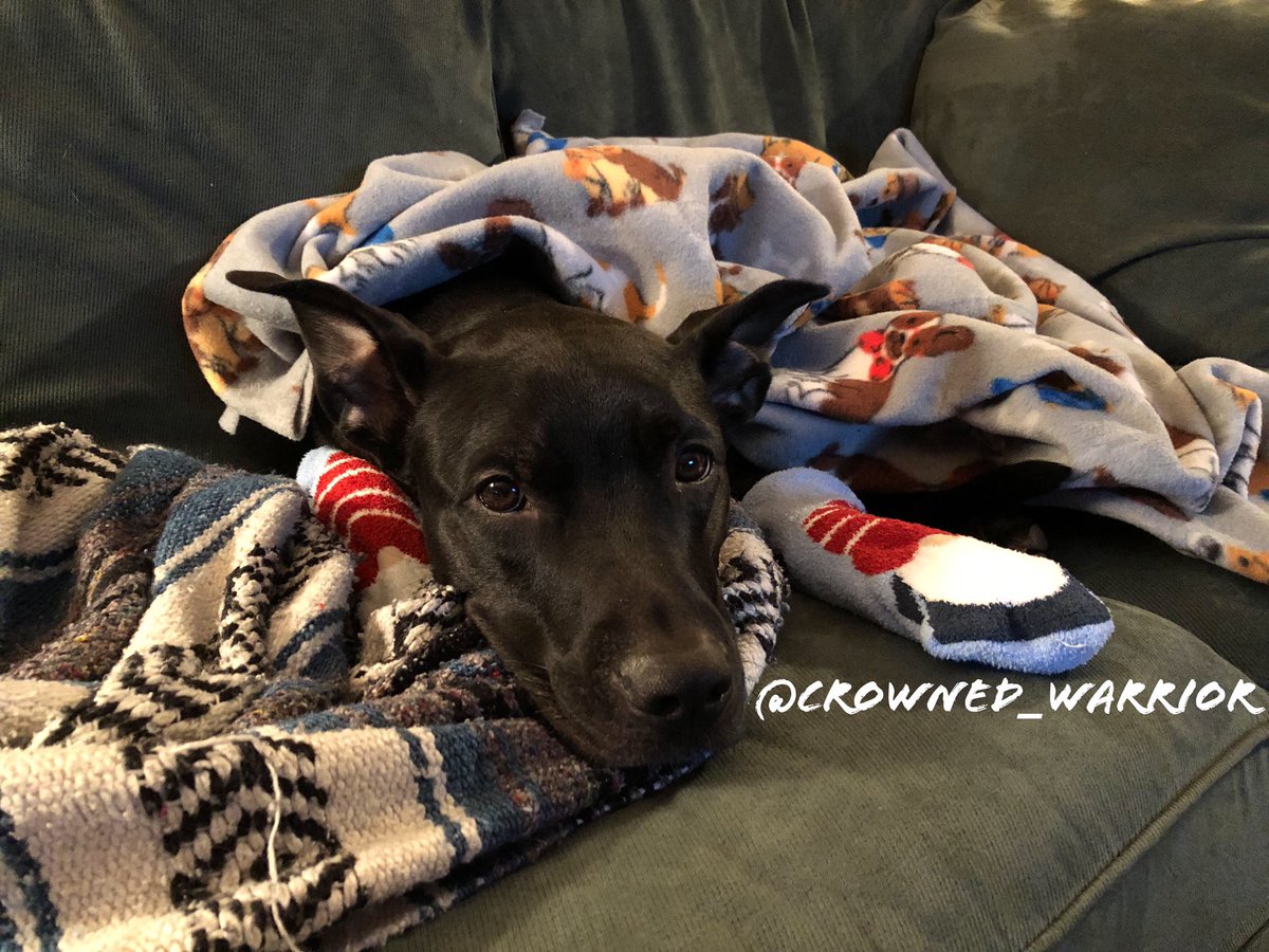 crowned_warrior's tweet photo. Itโs a lit bit nip today!๐ฅถ
Letโs cozy up under a blankie, or two๐พ๐
#PhotoChallengeFeb19
Day 28 ๐ด Cozy
#DogCelebration #ApollosPack https://t.co/G2T589B2yv