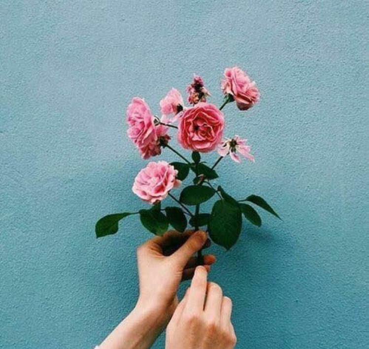 CopelliaF's tweet photo. Sejam bem-vindos à minha floricultura! Trabalhamos com um serviço de encomenda de flores e similares. Caso tenha interesse, leia a thread abaixo! https://t.co/VlWDLQxxl3