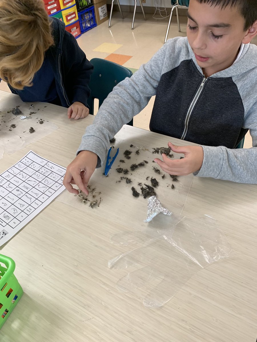 I love that in a typical day at work I often hear “This is the best experiment I’ve ever done in my whole life!” ☺️ #STEMLab #The4Cs #Owlpellets @MeadowParkEl @DanaVerbiest @hainesv