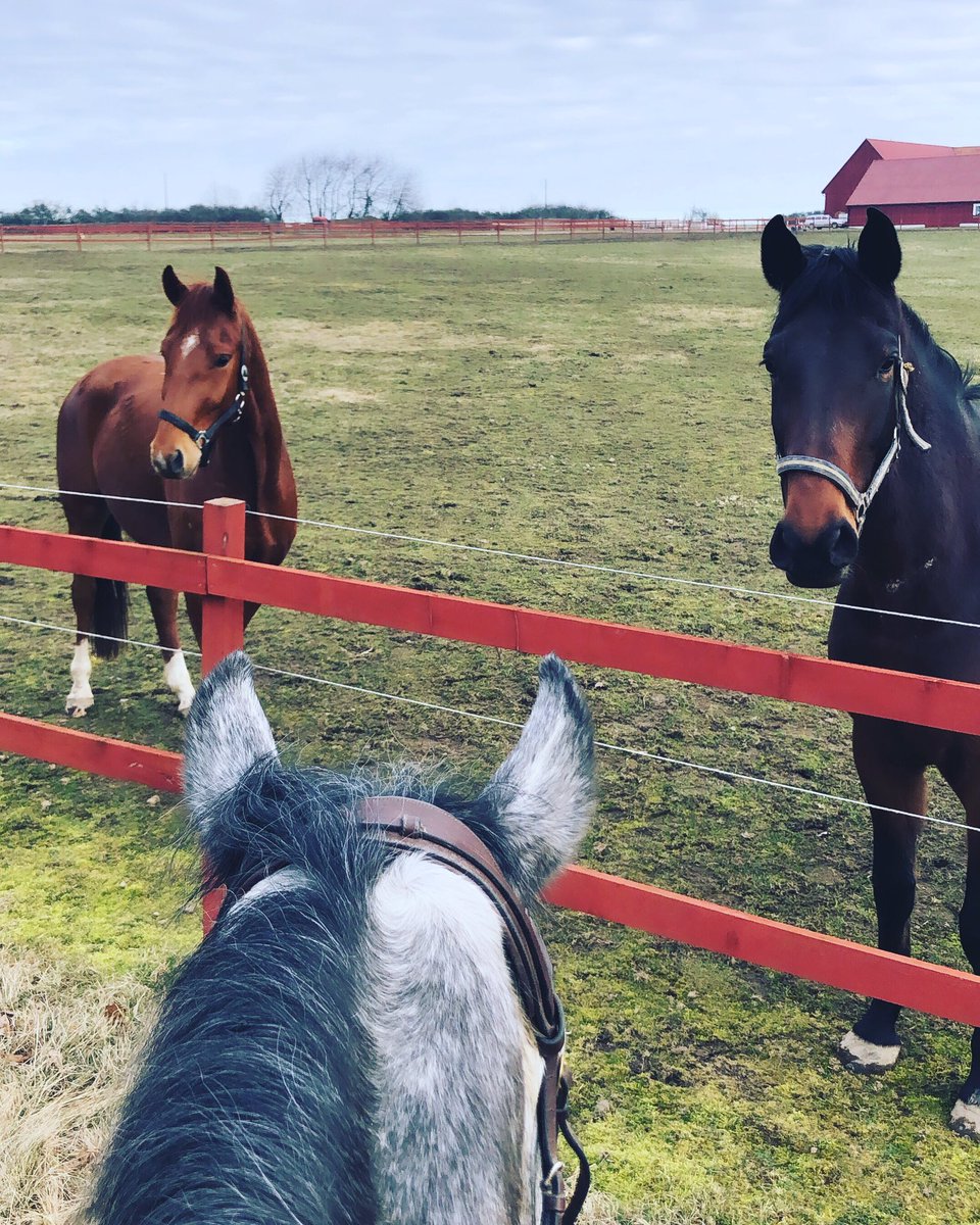 Blixten , Coden och Berta, what a gang 😍📸⭐️ #boys #prettygirl #noplacelikehome