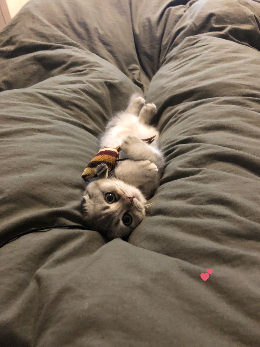 Here‘s my cat to brighten up your day