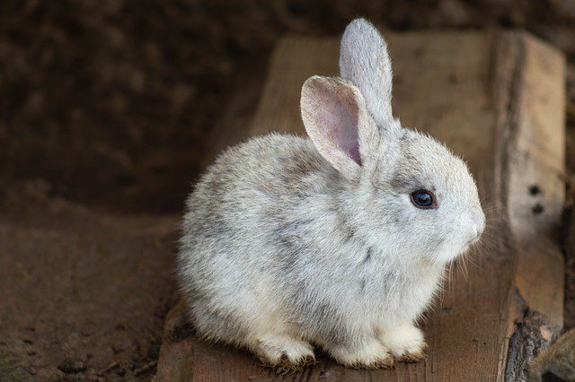 healthypetclub's tweet photo. #Rabbits love to have a good run around as and when they please and lack of exercise can cause them skeletal pain and even for some of them to be bad-tempered.
#RabbitAdvice #PetRabbits https://t.co/Rl2cqfBXyg