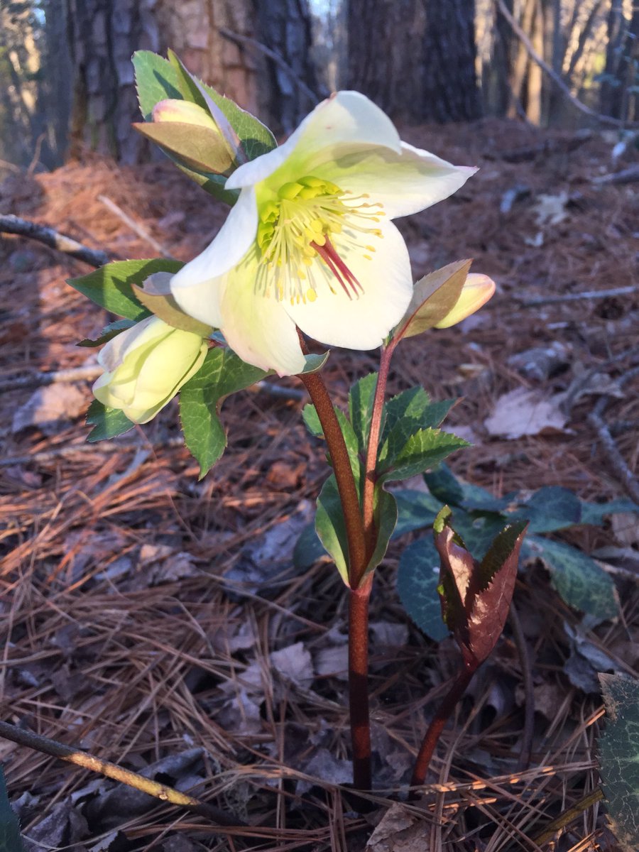 HadenHort's tweet photo. #Hellebores in #bloom #FebruaryFlowers #Perennials  #WoodlandPlants #DeerResistantPlants #DroughtTolerantPlants https://t.co/r92rxn0cqX