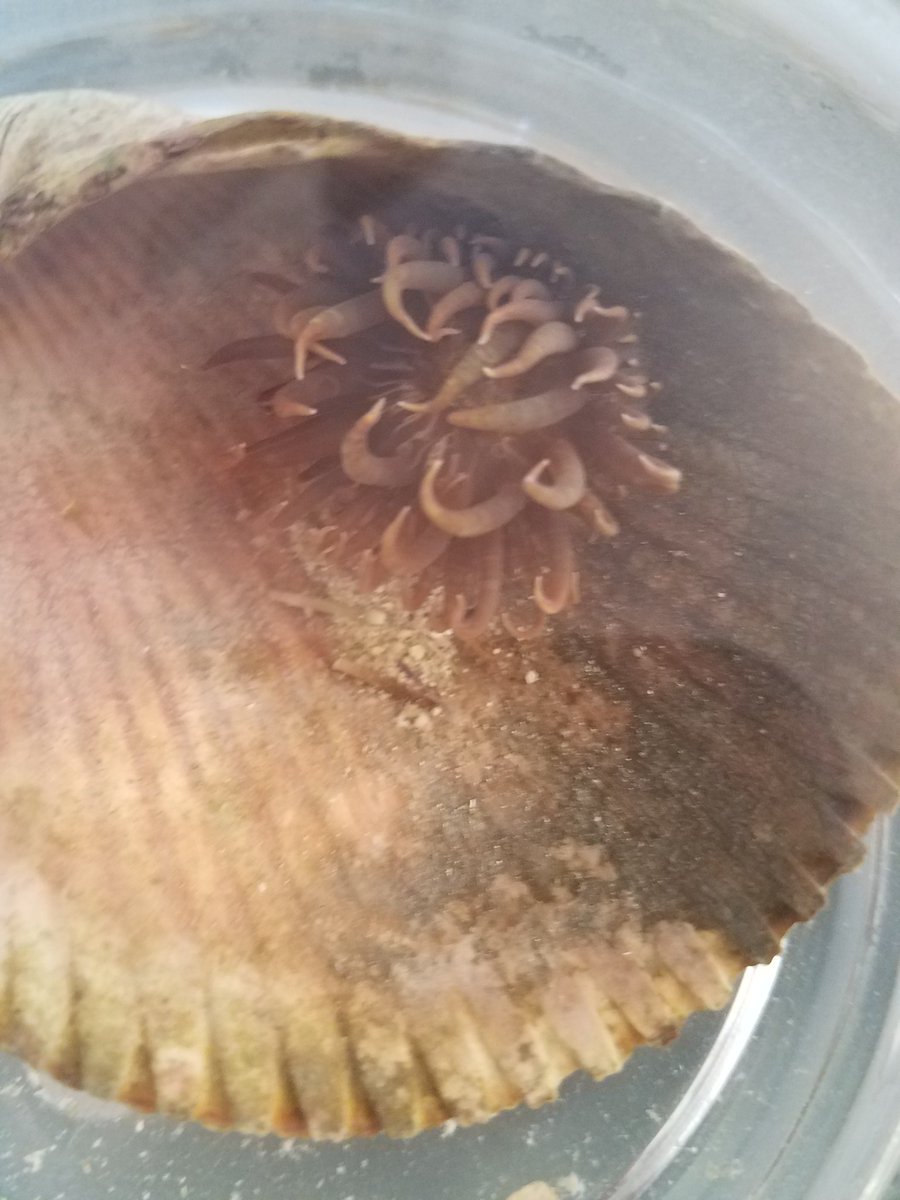 Bryce_biology's tweet image. #KSCMarineBio #KSCBio