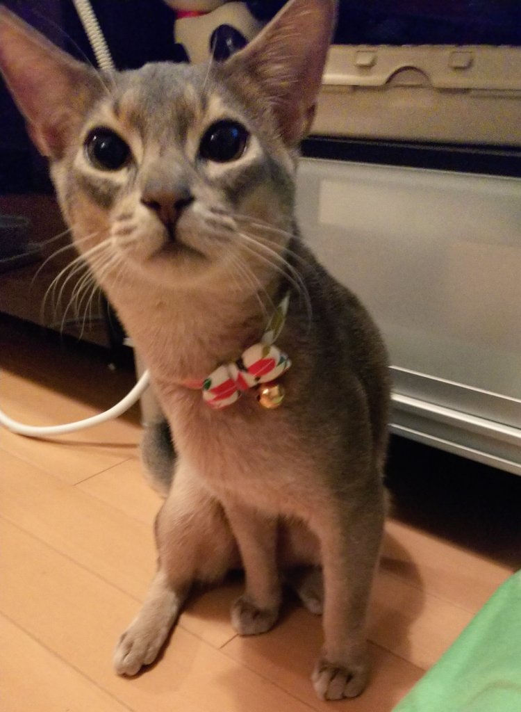猫写メ