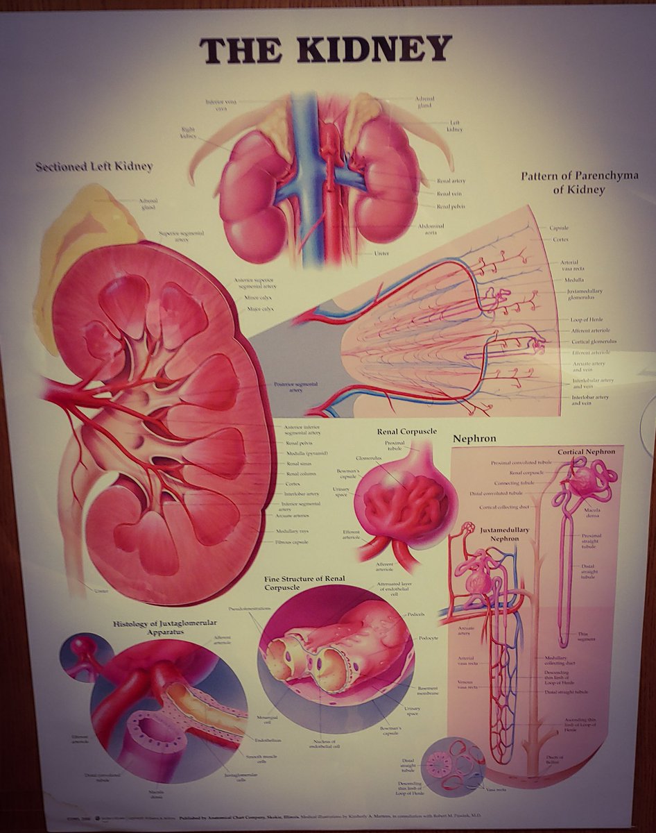 chizad7's tweet photo. 7 months ago my Kidneys failed. 
7 months of Dialysis 3 days a week 4 hours at a time.
Words cannot express how Thankful I am of the Support and Williningness of others to offer an Organ Transplant. 
I'm So Thankful that I can say I FOUND A MATCH!!!!!! https://t.co/RHAUyIWSJg