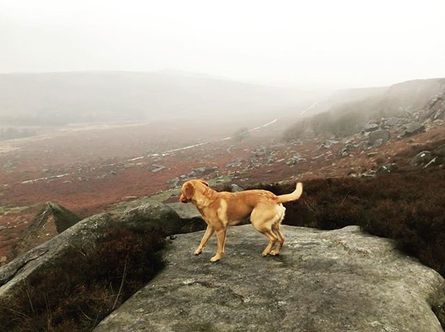 hollycottpeaks's tweet photo. Burbage Edge 🐕
#peakdistrict #peakdistrictnationalpark #derbyshiredales #holiday #cottage #cosy #romantic #derbyshireIS #seenonmyrun #trailrunning #outdoors #mountains #hills #walks #hikes #rambling #igersderbyshire #teamsummitfit @vpdd @peakdistrict https://t.co/oV5cAtoaJy https://t.co/GWJWWh9OWT