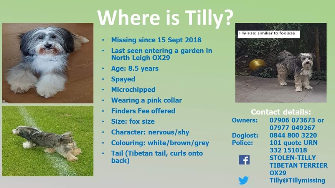 Tillymissing's tweet photo. THANK YOU EVERYONE for Tilly's retweets and kind messages. We still need to find her, let's keep going to get her home xx https://t.co/CW1ON0kFG4