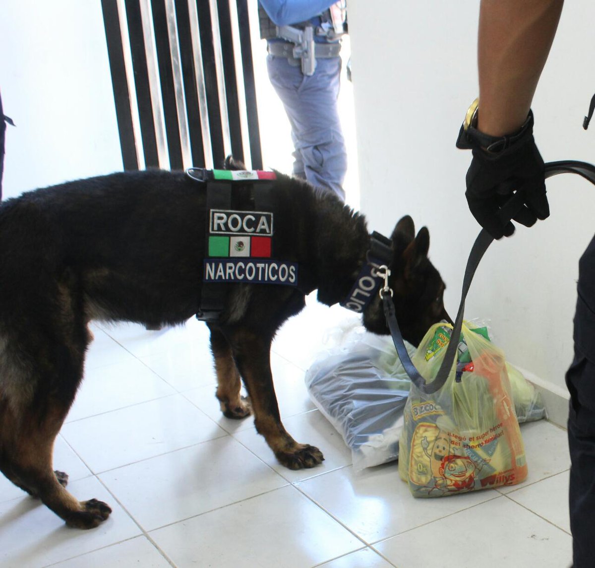 SPyTSolidaridad's tweet photo. Elementos de la Dirección General de #SPTMS acompañados por un binomio canino detuvieron a una mujer que pretendía introducir al CERESO, sustancias sólidas de color blanco amarillento con las características propias de la droga conocida como crak.

#AyuntamientoDeSolidaridad https://t.co/WhjoMto7Du