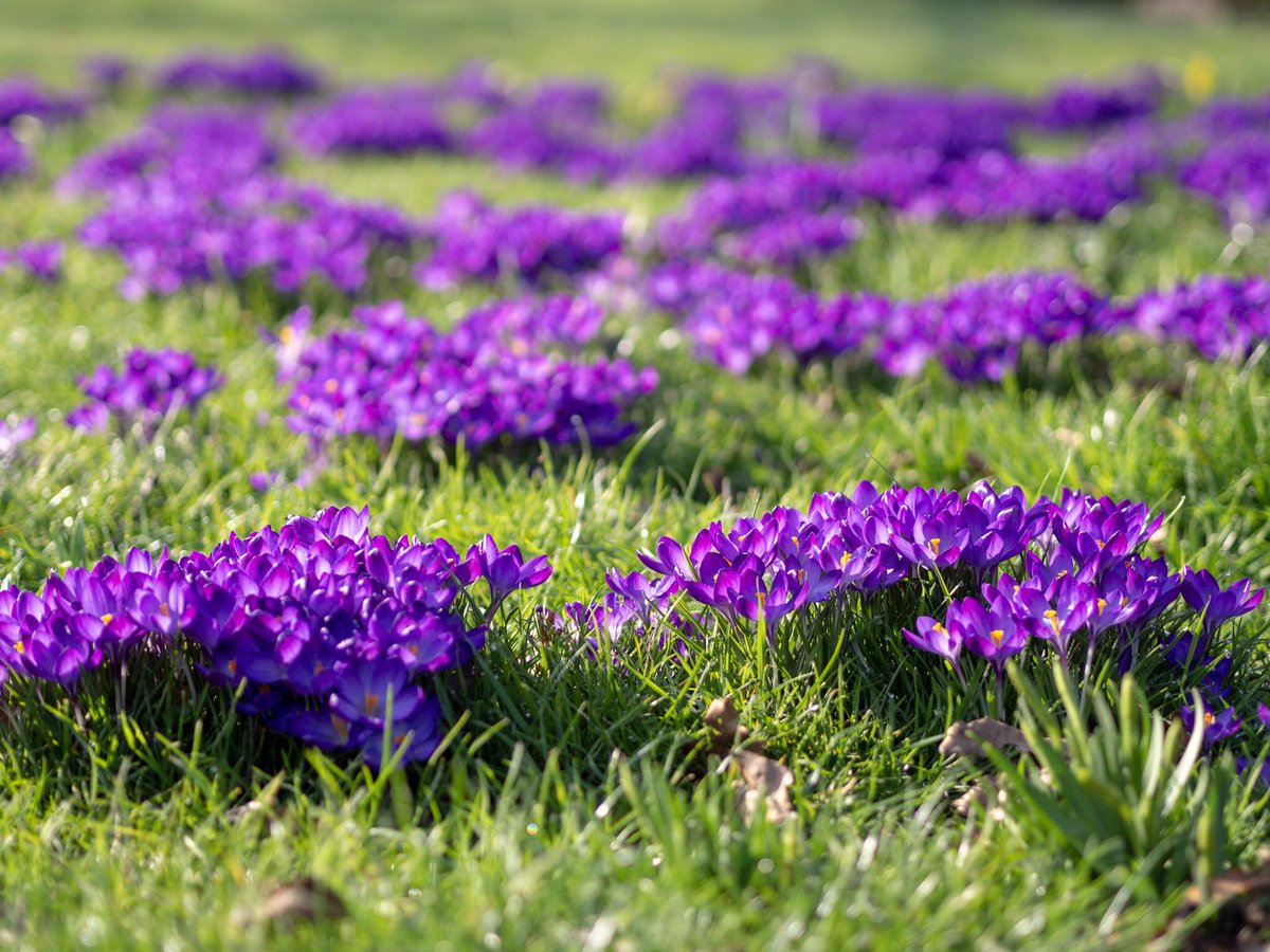 It’s crocus time! #Leicestershire is full of colour. #Leicester