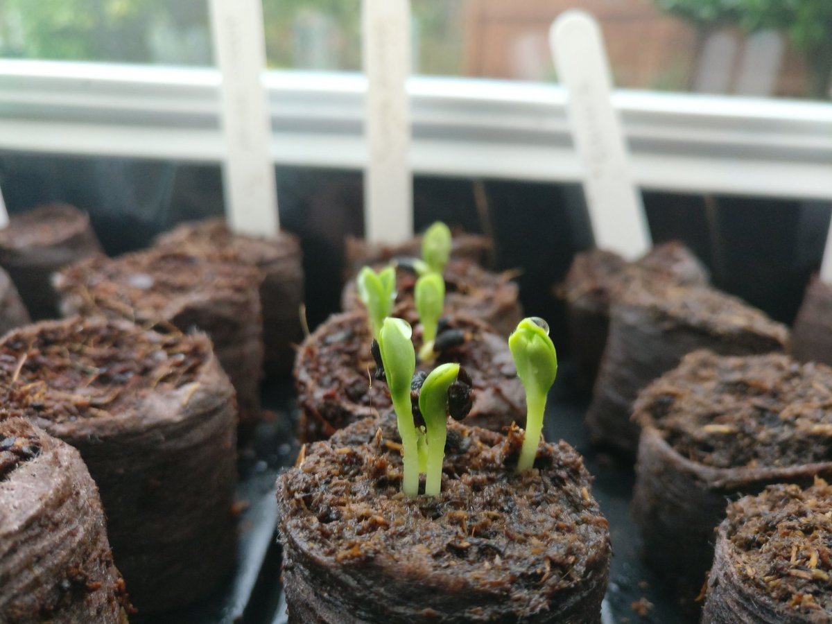 MattyCornwell's tweet photo. Grow lil seedlings, grow! https://t.co/ztWjdq73Jq