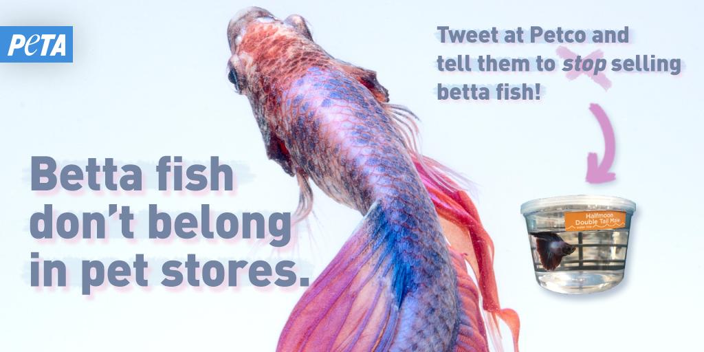 PETA on X: Betta fish are MISERABLE in pet stores like @Petco 😡 Customers  have seen bettas stacked on top of one another in tiny takeout-style  containers, and many of them have