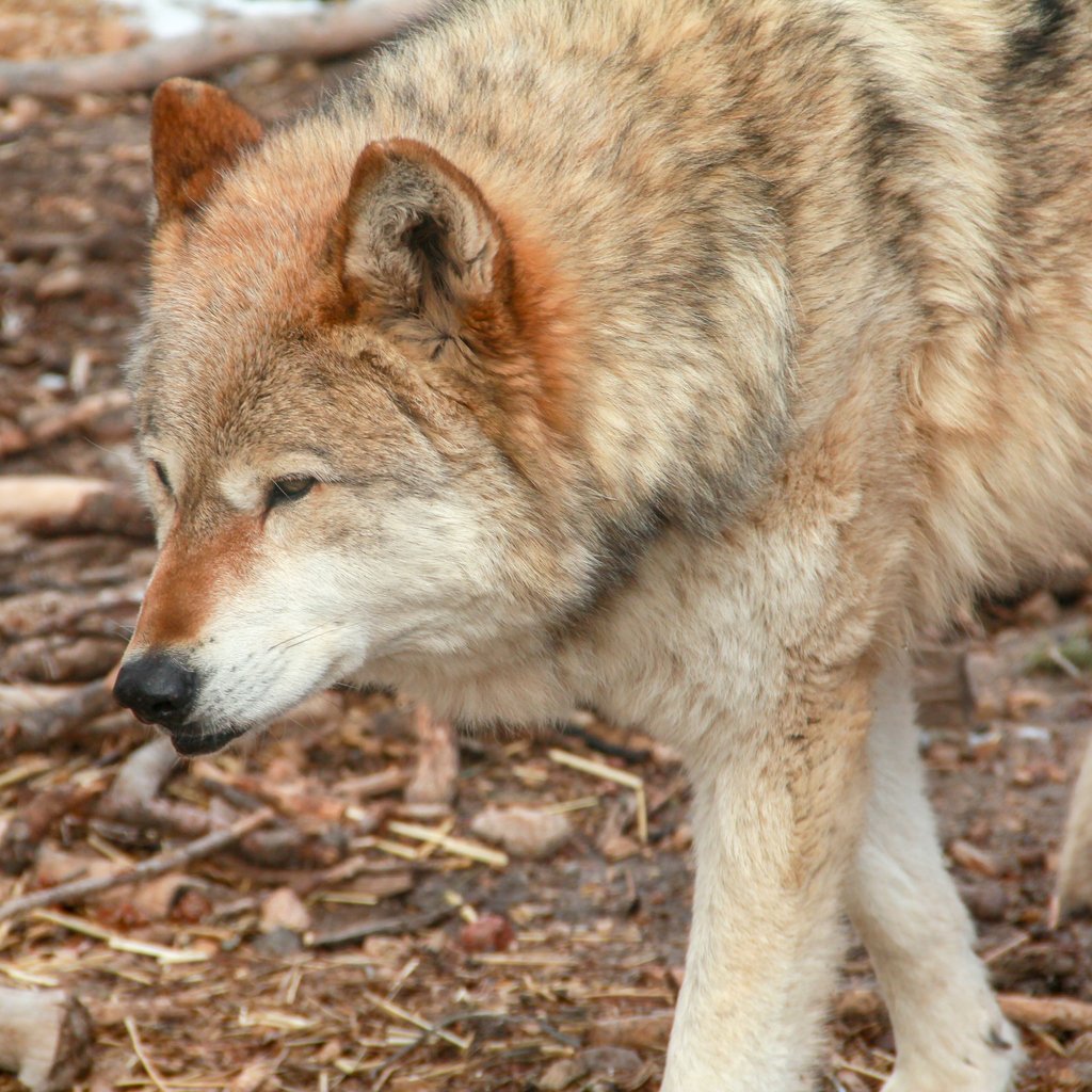 PredatorHealing's tweet photo. Bronco Billy steps stage left as his photo is being taken. Nothing like a wolf being coy for the camera. Wolves need to be protected and respected.
#wolf #bestjobonearth #lockwoodanimalrescuecenter #wolfwalk https://t.co/LsrFIuWPKK