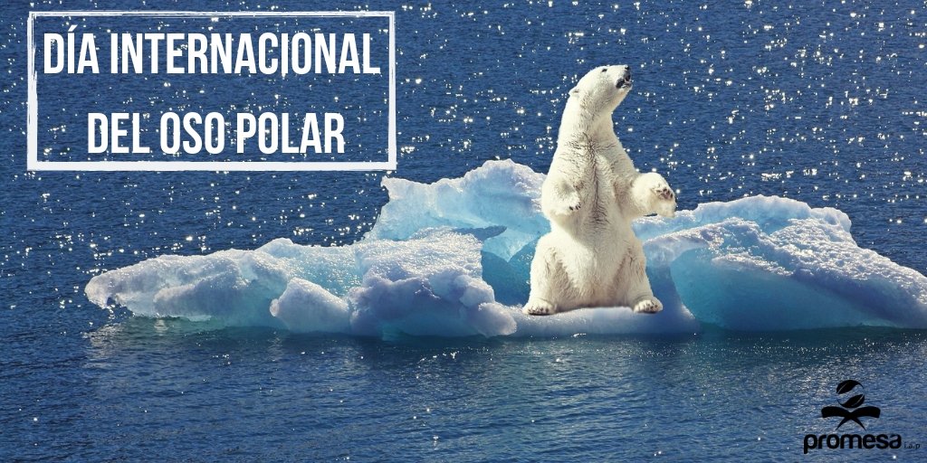 Hoy es el día del internacional de oso polar 🐻

El cambio climático es su mayor enemigo, nos quedan alrededor de 25 mil ejemplares en el Ártico. 

#PromesaIAP #EcoFriendly #EducaciónAmbiental