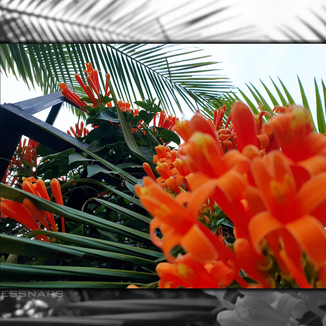 essnaps's tweet photo. Just toggle between focus on the foreground and the background. #focus #focusshot #photography #naturegraphy #flowers #nature #naturegraphy📷 #flowerphoto #photography #beautiful #closeshots #Nigeria #Africa #kaduna #flowerlovers #photooftheday  #flowerphotography #flower https://t.co/LK9UMiiDKH