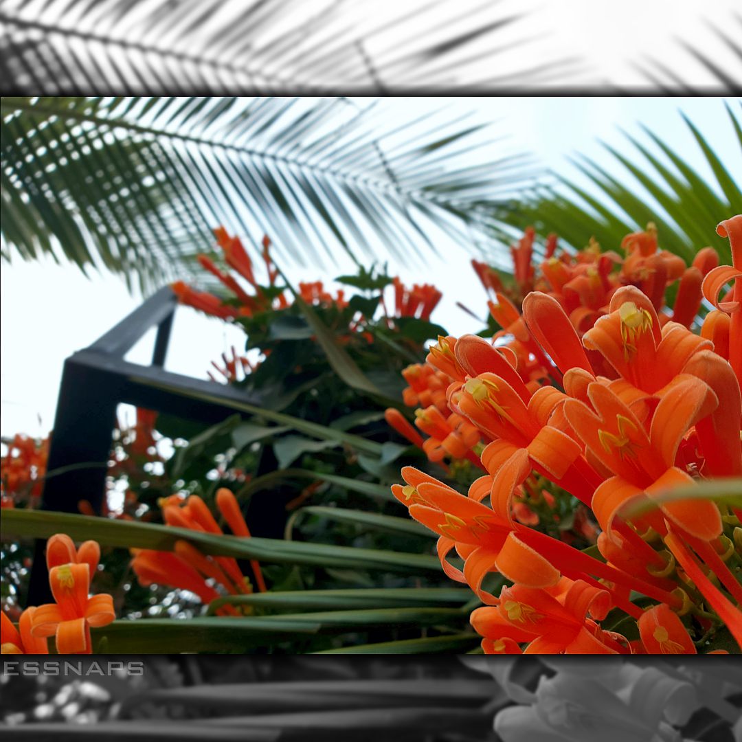 essnaps's tweet photo. Just toggle between focus on the foreground and the background. #focus #focusshot #photography #naturegraphy #flowers #nature #naturegraphy📷 #flowerphoto #photography #beautiful #closeshots #Nigeria #Africa #kaduna #flowerlovers #photooftheday  #flowerphotography #flower https://t.co/LK9UMiiDKH