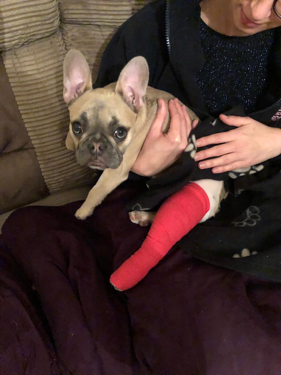 SarahNapper's tweet image. Our baby girl is back from surgery after having a plate put in to mend her broken leg, she’s on the good drugs so far away in doggy dreamland now!! 🐶😔😴