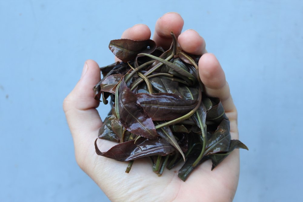 Steaming: the second stage of the Purple Tea making process! This prepares the leaves for the next step, rolling. Curious about the tea making process? Check out our blog post all about it! ow.ly/4kKm30nSfsW