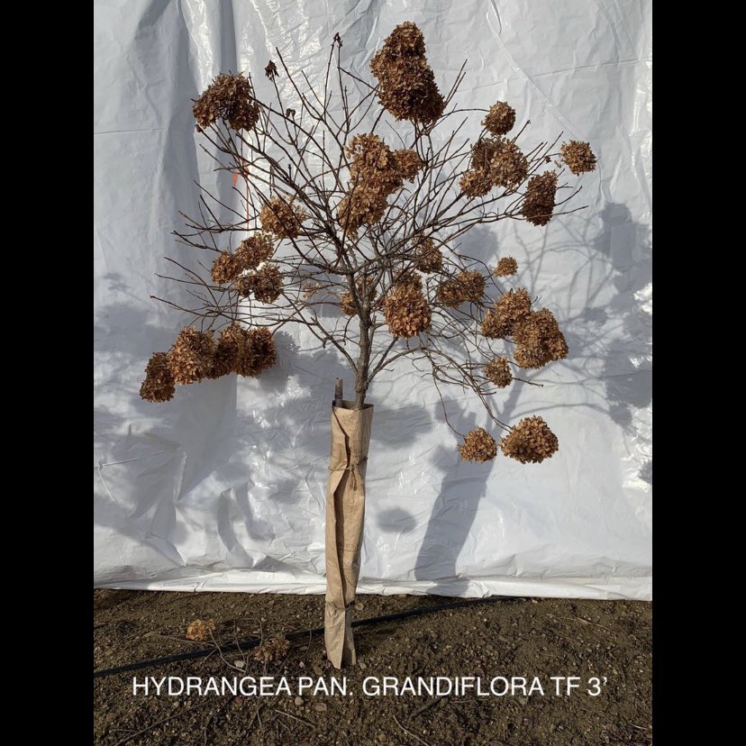 LoselyNursery's tweet image. Still growing the old favorites! #syringa #treeform #lilac #hydrangea  #losely