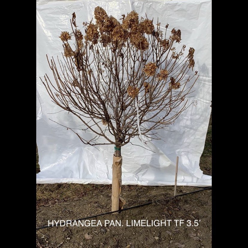 LoselyNursery's tweet image. Still growing the old favorites! #syringa #treeform #lilac #hydrangea  #losely