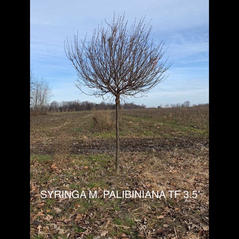 LoselyNursery's tweet image. Still growing the old favorites! #syringa #treeform #lilac #hydrangea  #losely