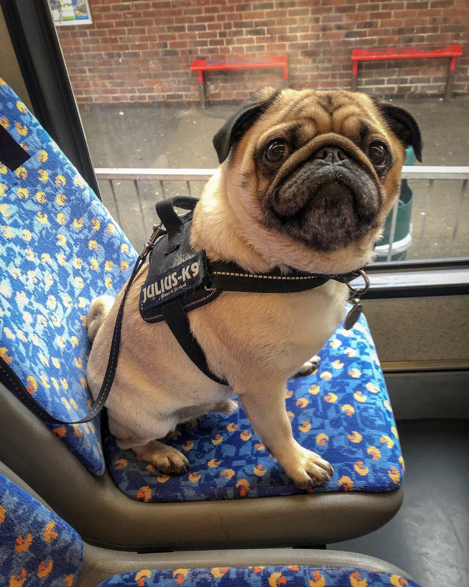 freelance_frank's tweet photo. Bus riding skill level: Expert

#pug #pugsofinstagram #folkestone https://t.co/S9jQ1lBVhP