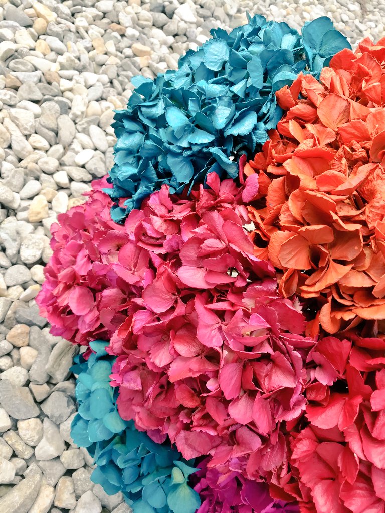 Look what we have for today!! Definitely we love flowers, specially this kind...
#hydrangeas
#floraldesignday
#Flowers 
#flowerstagram 
#hydrangea 
#floral 
#americanflowers