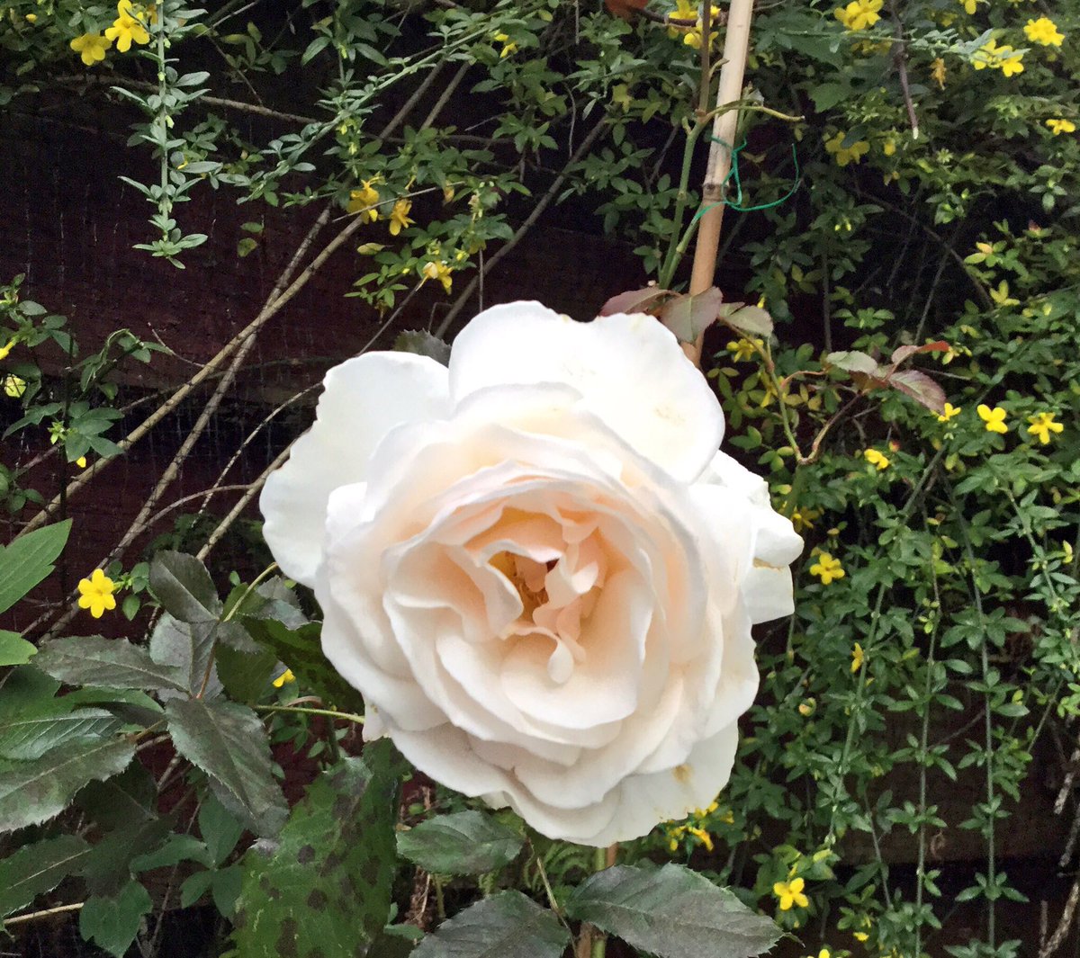 elaineahpmh's tweet photo. Tweet 4: Why nominate a peer to deliver the Elizabeth Casson memorial lecture?
A. After the lecture, you receive 4 beautiful Elizabeth Casson roses & when they flower, I reflect on what a great career I chose as a 17 year old girl #Time2Reflect @JoWatson22 @rebecca_khanna 🌹 https://t.co/SJOs4J2q1k