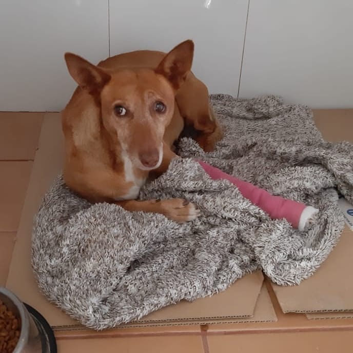 DOGS RESCUE tweet media