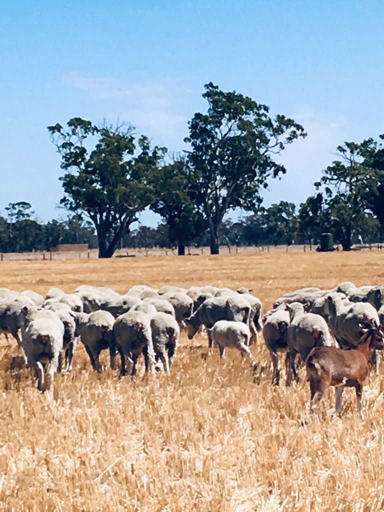 This is nature’s way of ensuring the father of the lambs is the strongest sheep.The young rams fight amongst themselves as well, and the losers get crippled. It doesn’t stop them of course, they are always hanging around the flock trying to get back in.So why does it happen?