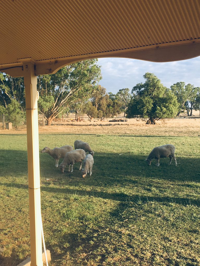 Enter the predators.They are hungry. The first thing they come across is the outer circle. Hmmm. Crippled sheep, easy mark. Dinner!!! No bottle of claret and mint sauce here, just kill & eat it