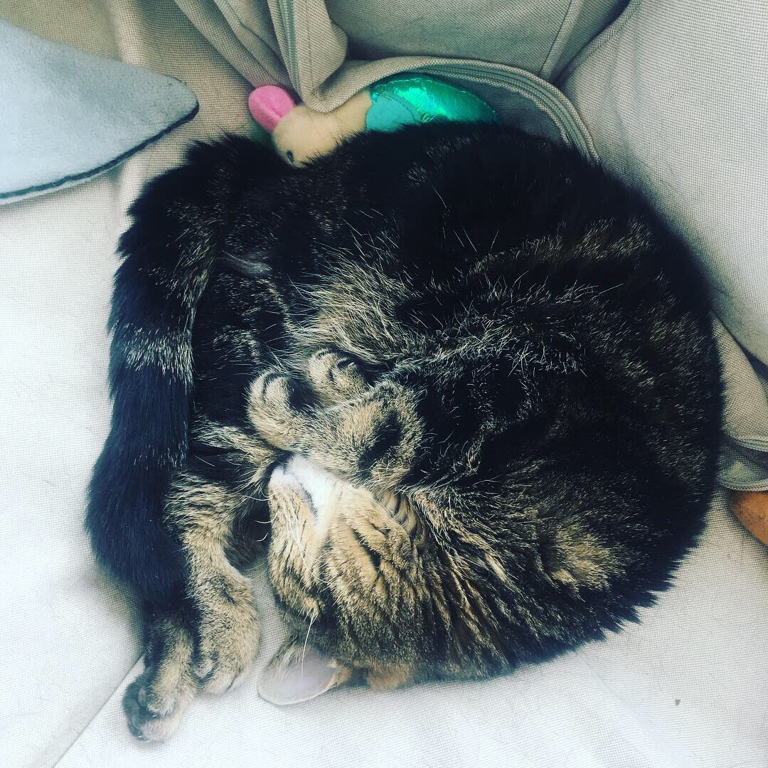 ClayburgCreativ's tweet photo. Ridiculous preciousness,  thy name is @RogerSpacely . #Catball #KittehLuv https://t.co/nBx70M8FSP