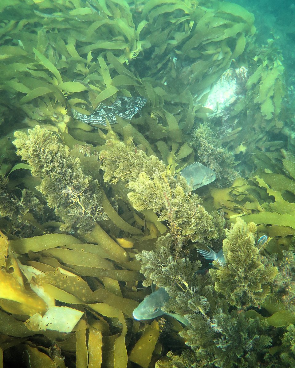LovePortPhillip's tweet photo. G'day big fishies! Check out these lovely big Dusky Morwong and Rock Cale (spotty) amongst the Common Kelp (flat, brown weed) and Cystophora sp. (bushy, brown weed) at Pope's Eye. #LovePortPhillip #WildOz #fishesofaustralia #marineprotectedarea https://t.co/uOO4mtOBiw