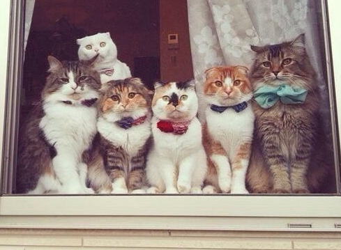 catsscrapers,,, (@catsscrapers) on Twitter photo 