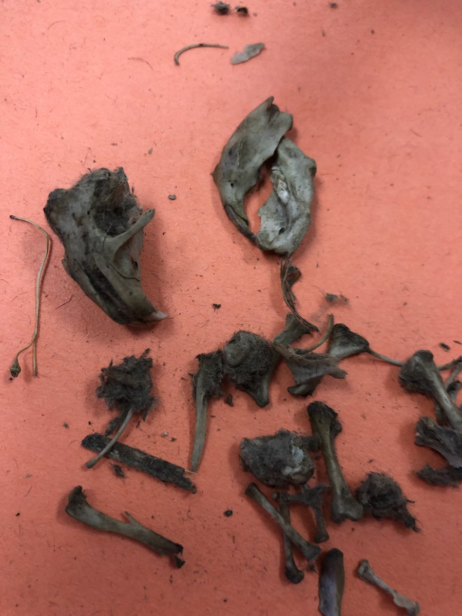 Found some interesting remains while dissecting owl pellets today! <a href="/MTPSNJ/">Marlboro Twp Schools</a> @MarlboroElem <a href="/TeachTCI/">TCI</a>