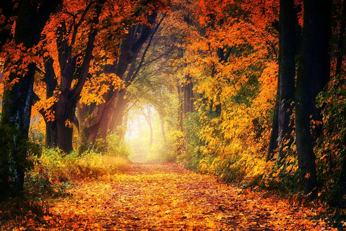 PropertyNow_AU's tweet photo. Hello Autumn! We love this season, not too hold and not too cold. Which is your fave? #autumn #march #fsbo #realestateau #australia https://t.co/wUjthLFygc