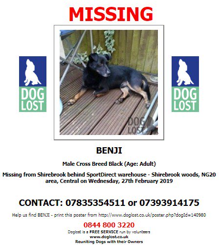 #LOST #DOG BENJI
Male #CrossBreed Black Adult
#Missing from #Shirebrook behind SportsDirect warehouse #ShirebrookWoods #NG20 Wednesday 27th February 2019 
#LostDog #ScanMe <a href="/SAMPAuk_/">Stolen&Missing Pets</a> <a href="/VetsGetScanning/">MakeChipsCount to Reunite Pets</a>  
doglost.co.uk/dog-blog.php?d…