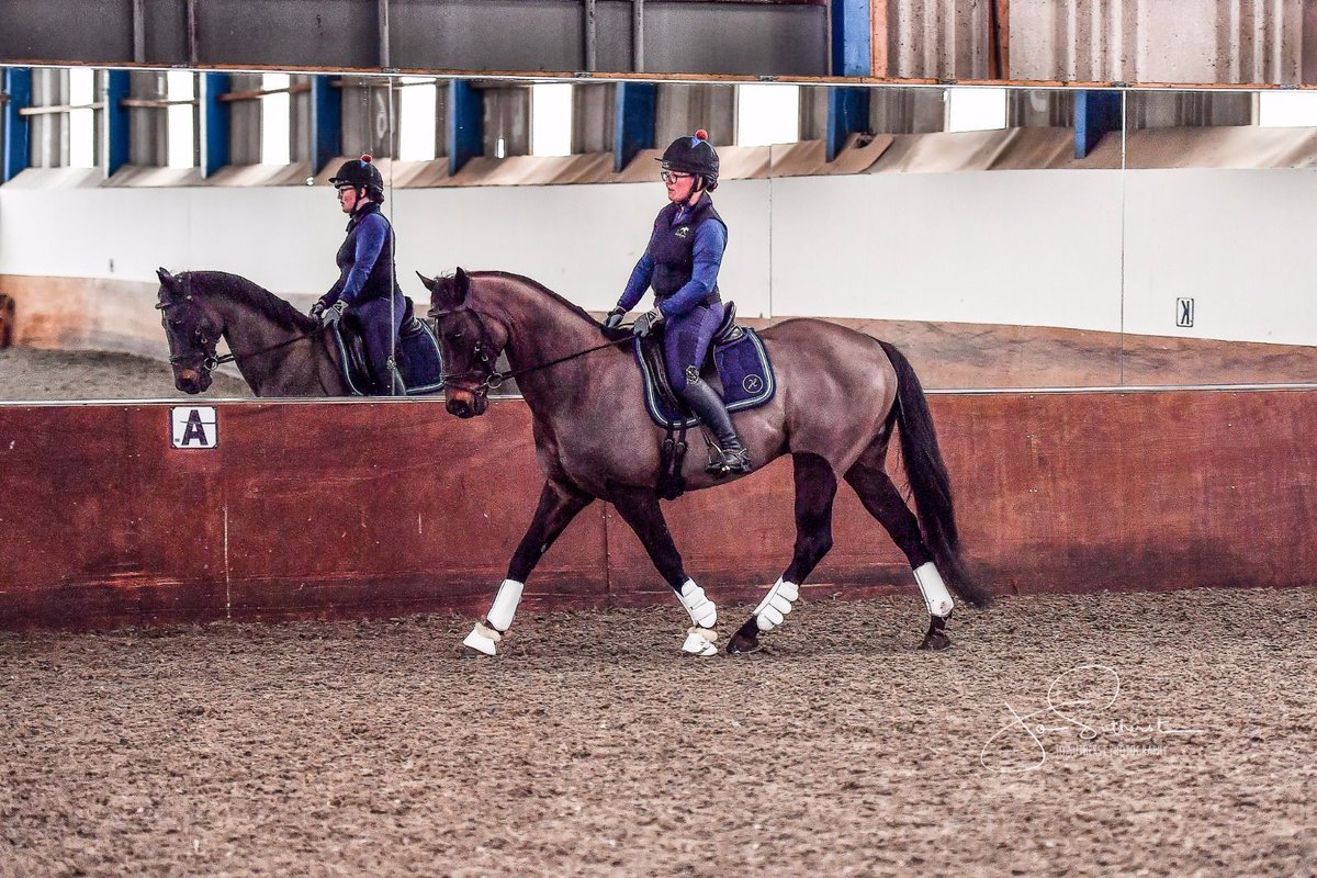 Clare Poole Equestrian tweet media