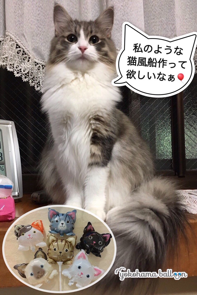 O Xrhsths アンジェとソルの横浜風船 Sto Twitter ねこ風船 開発中 私のような猫風船 作って欲しいニャ と 広報部長猫アンちゃん ねこ風船 猫バルーン 猫風船開発中 猫風船 Catballoon アンジェとソル 広報部長猫 ノルウェージャンフォレスト O Xrhsths アンジェとソルの横浜風船 Sto Twitter ねこ風船 開発中 私のような猫風船 作って欲しいニャ と 広報部長猫アンちゃん ねこ風船 猫バルーン 猫風船開発中 猫風船 Catballoon アンジェとソル 広報部長猫 ノルウェージャンフォレスト