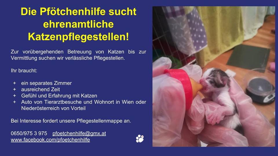 VPfoetchenhilfe's tweet photo. Wir suchen immer wieder #tierliebe Menschen, die für uns #ehrenamtlich tägig werden möchten.

#CatsOfTwitter #twittercats #cats #katzen #kitten #kittens #katzeninnot  #katzenhilfe #tiervermittlung #zuhausegesucht #allesfürdiekatz #ehrenamt #pflegestelle https://t.co/9YBZXpV7x8