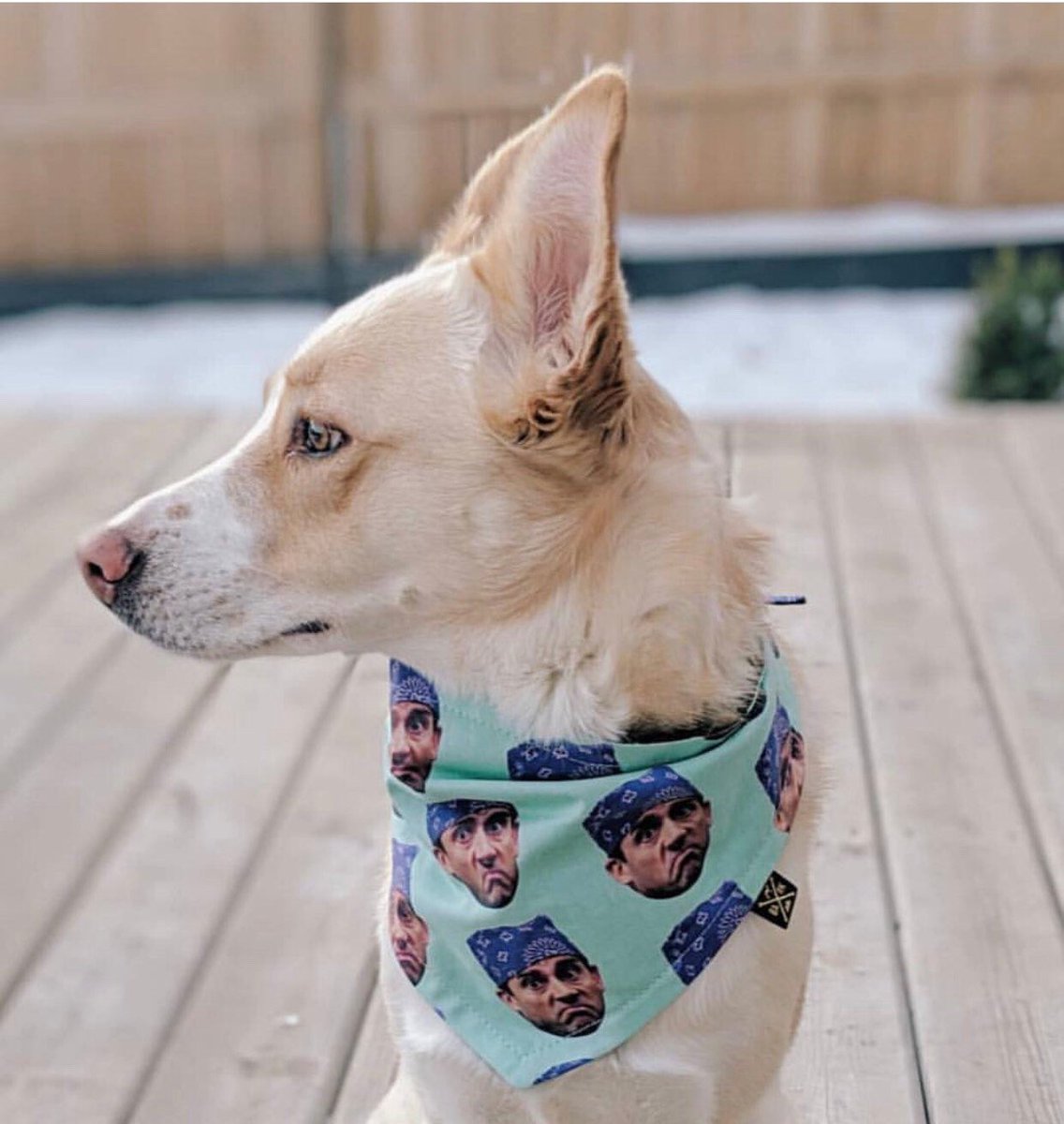 Prison Mike pet bandanas are restocked on the Etsy shop! etsy.me/2VowvsM
