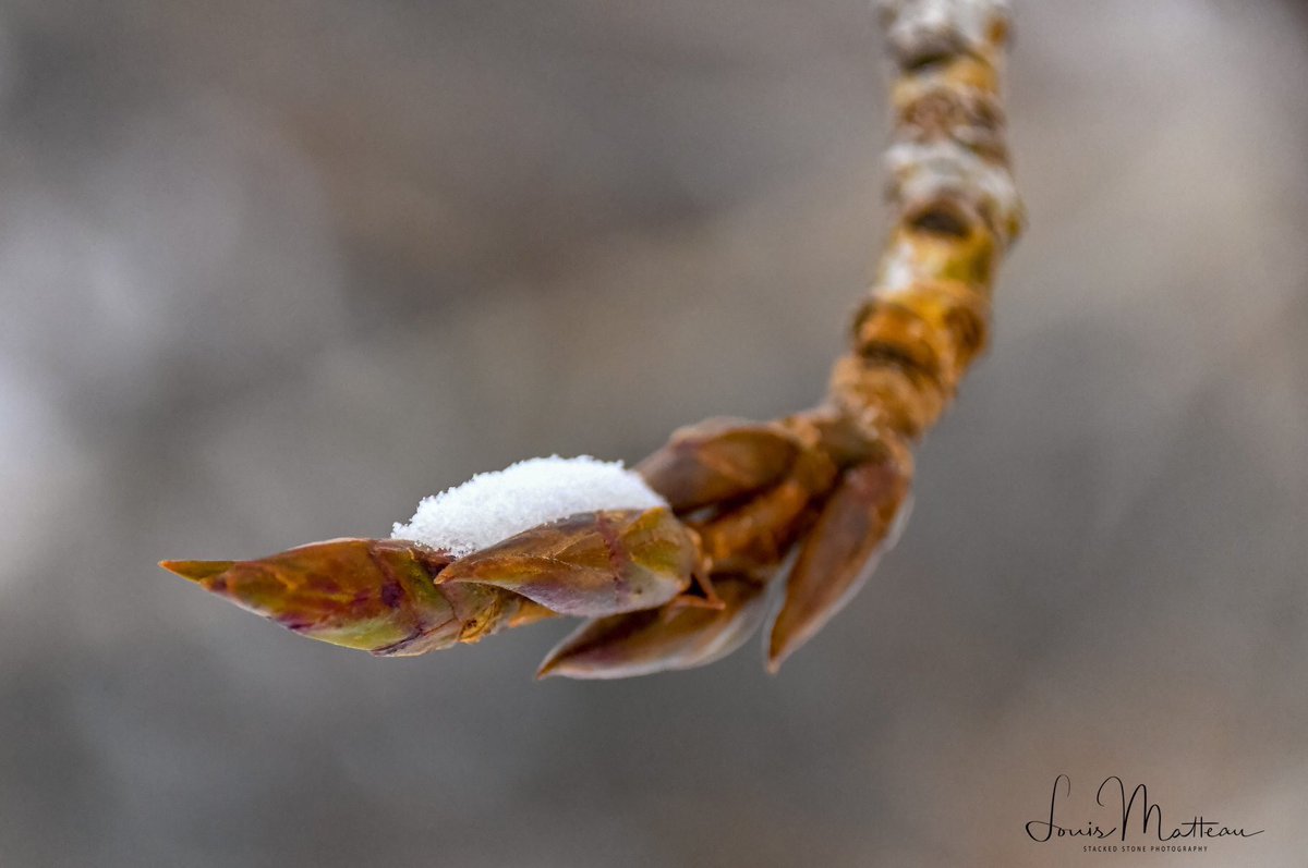 May not seem like it right now. But it's right around the corner.
#clarkforkriver #clarkforkrivermissoula #winterbud #springcoming #hanginthere #verycold #wildlifeseekers #winter #veteran #veterans #chooselifewarrior #nikon #nikond500