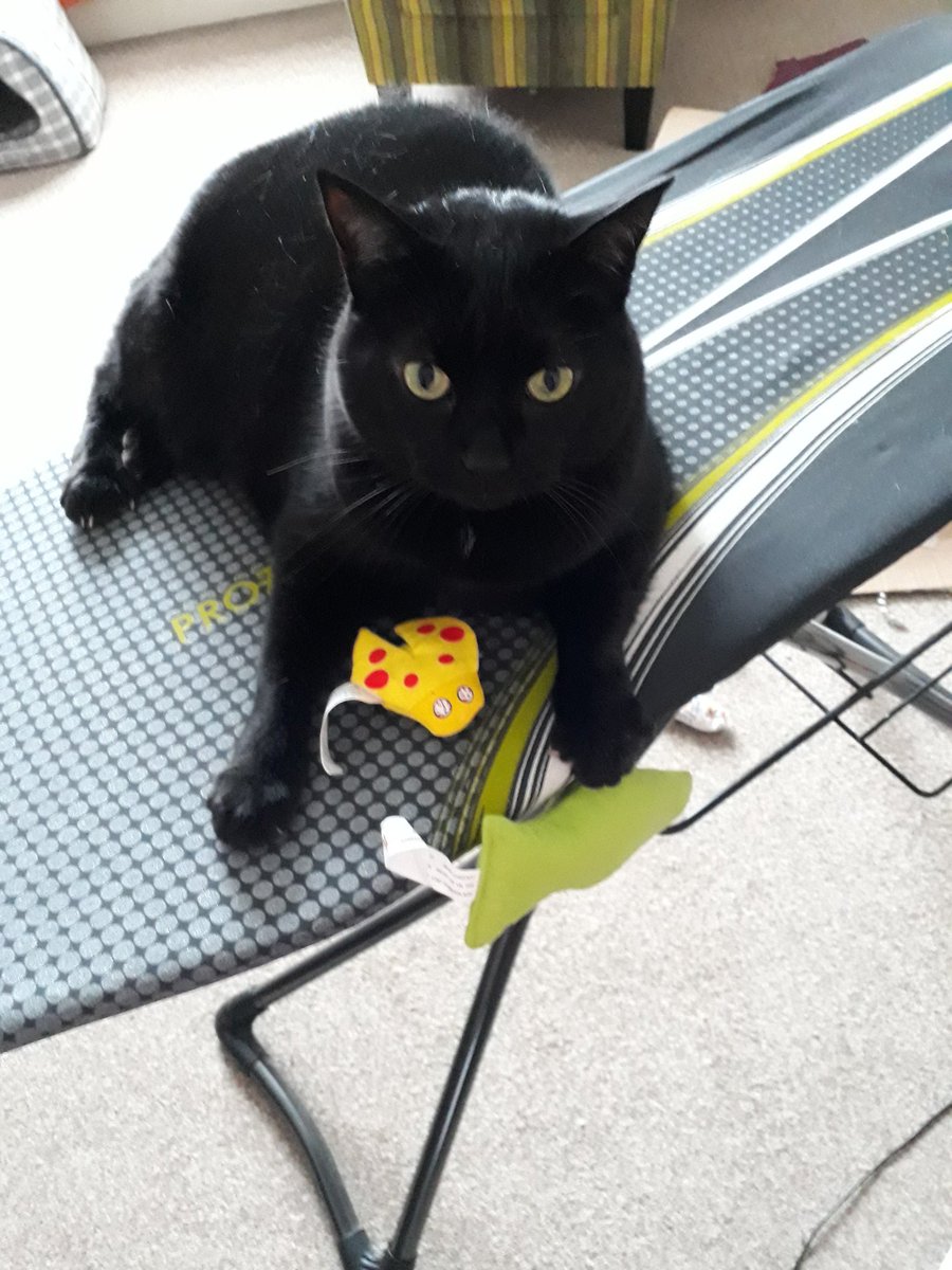 Tilly would like everyone to help #saverobertsallotment. Thank you.