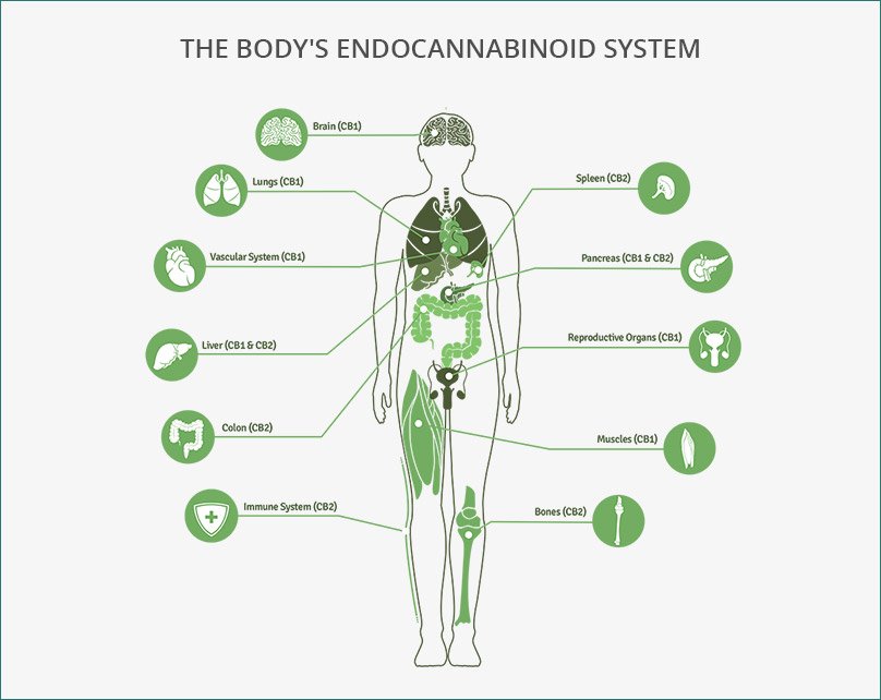 ANOCBD's tweet photo. #CBD acts upon CB1 and CB2 receptors located throughout the body to produce a variety of positive outcomes including pain reduction, anti-inflammation and lowering blood pressure.
#anocbd #cbdoil #cbdlife #cbdcommunity #follow #cbdstrong #cbdvape #vapeoil #cbdforlife #cbdheals https://t.co/0Fqd53xn4O