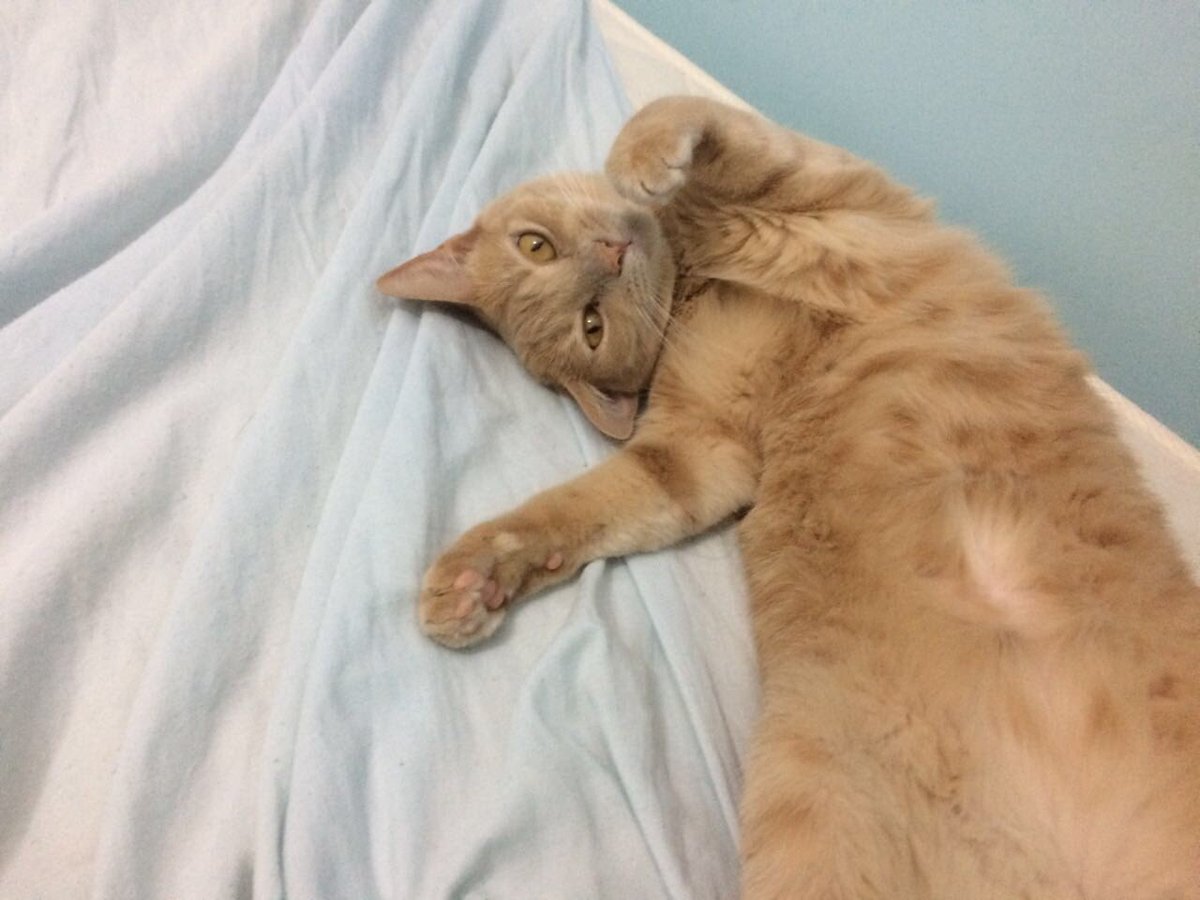 susanabra11's tweet image. Poste a #GooseOGato⁠ e ajude os coleguinhas do @InstitutoLuisaM! #Flocs