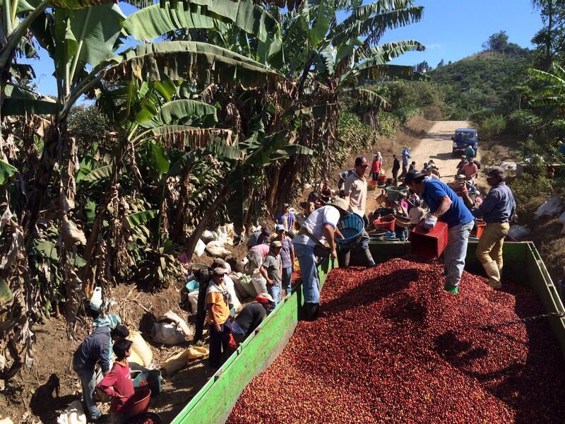 Willows_Coffee's tweet photo. And that’s a wrap! Until next year, our harvest is done for the season! Huge thank you to our wonderful workers at Hacienda Miramonte who work endlessly to make sure your specialty coffee is at its best ☕️😊 https://t.co/yUmVCJp7su
