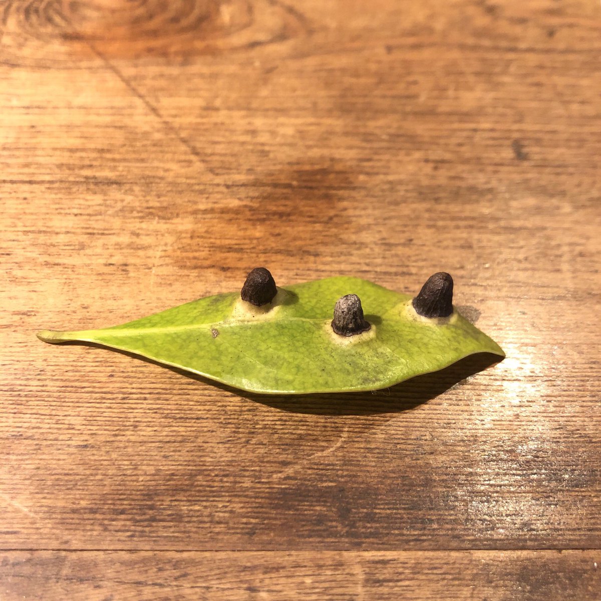 Anpiiiiiii's tweet photo. ハナイカダ
葉っぱに実がなる木。散歩してるといろんなものに出会う。私のホクロみたい。 https://t.co/z8aeBSqL5R